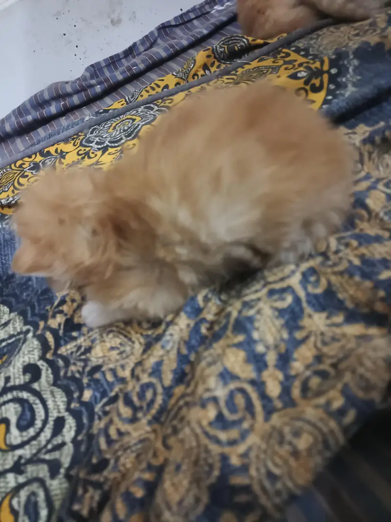 1 cat price 7500 — photo 7
