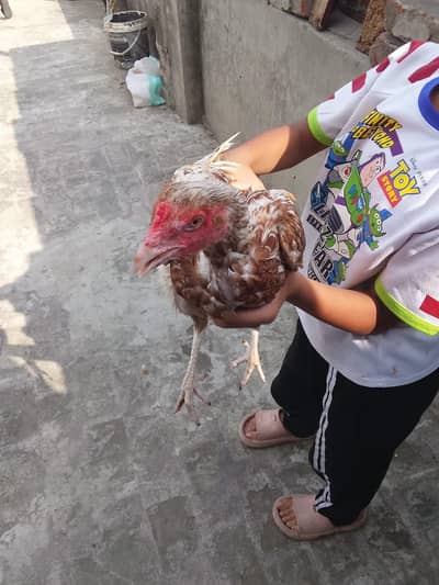 Aseel Hans