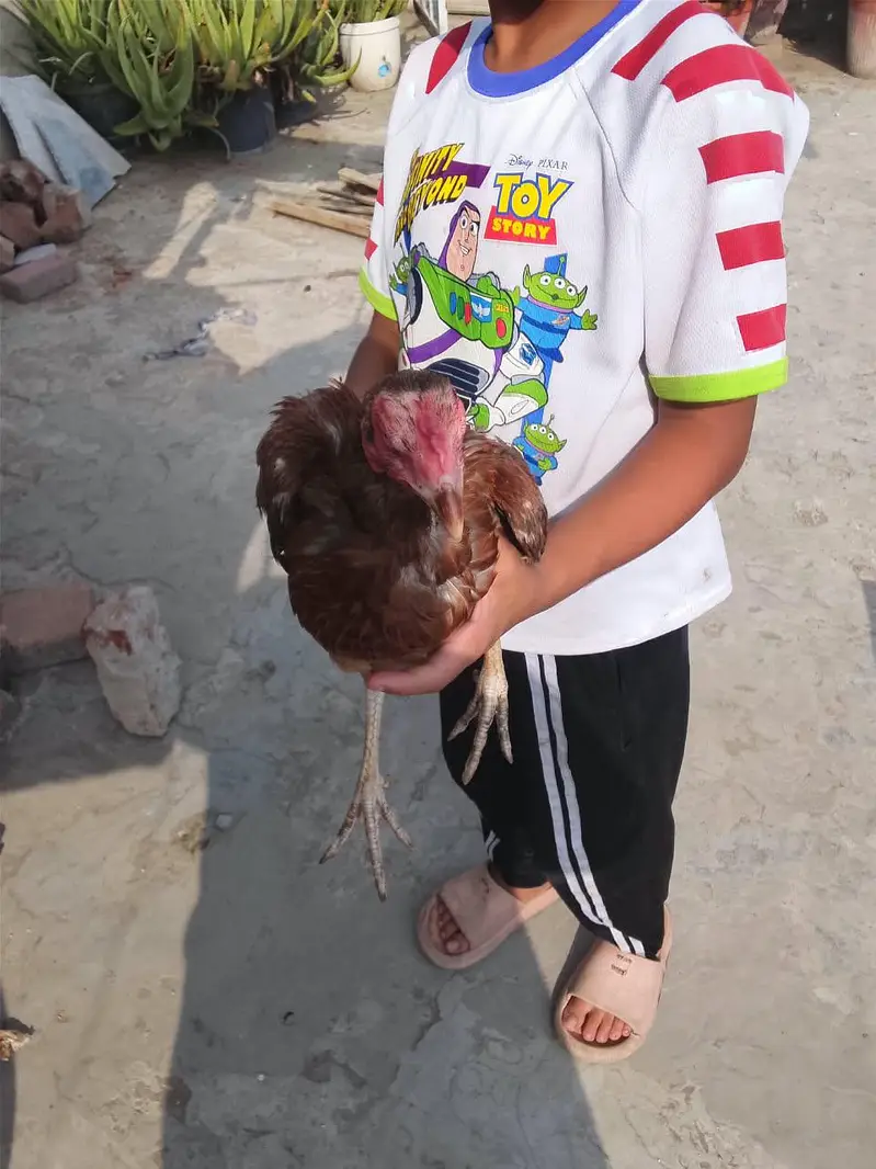 Aseel Hans — photo 2
