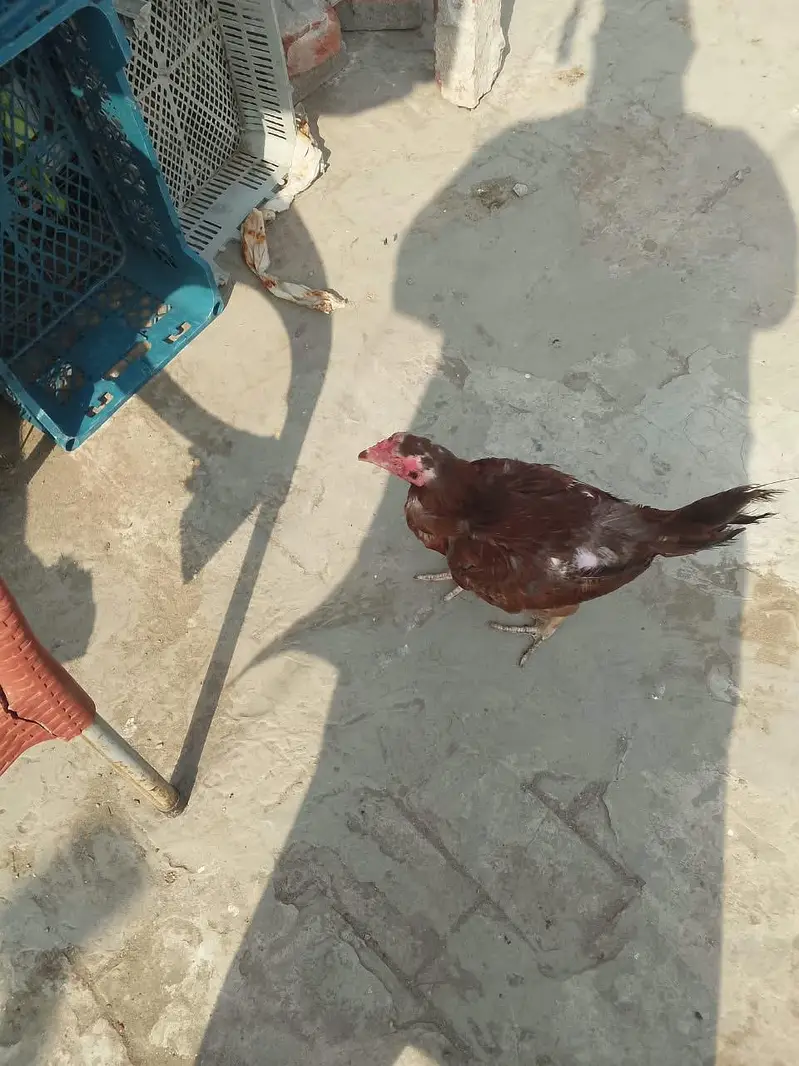 Aseel Hans — photo 3