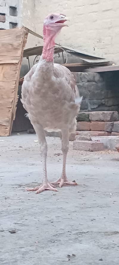 sale of turkey bird