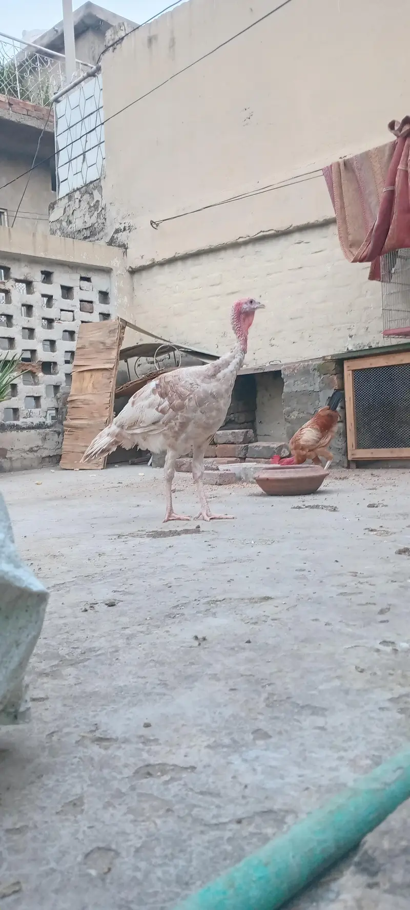 sale of turkey bird — photo 2