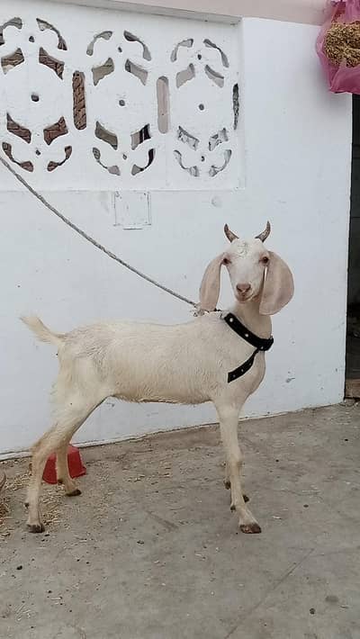 tapri bisar bakra bakri
