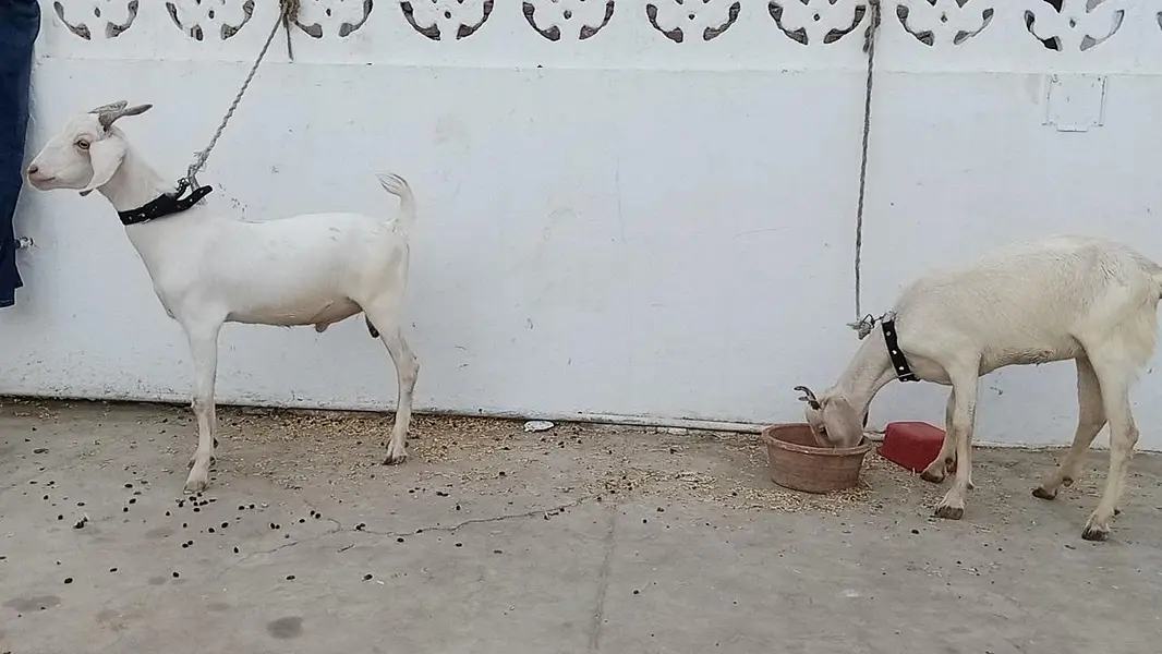 tapri bisar bakra bakri — photo 2