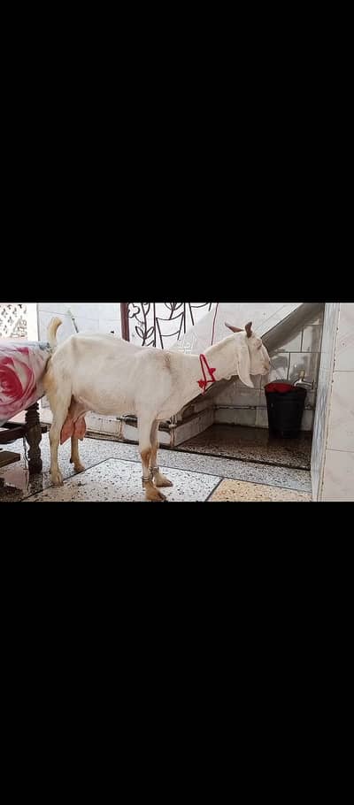 tapri bisar bakra bakri