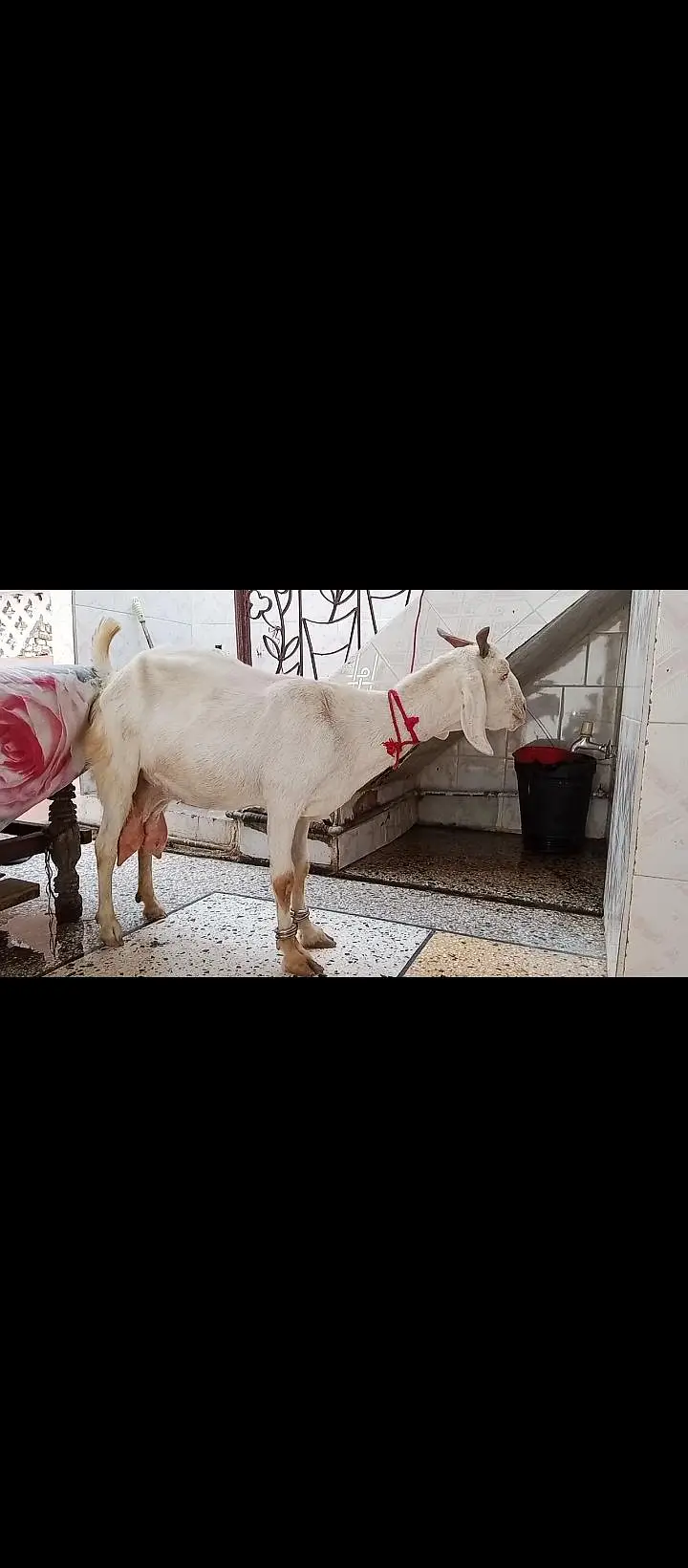 tapri bisar bakra bakri — photo 3