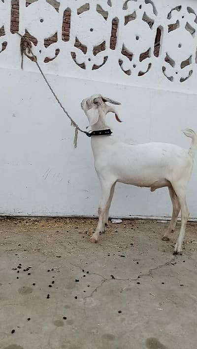 tapri bisar bakra bakri