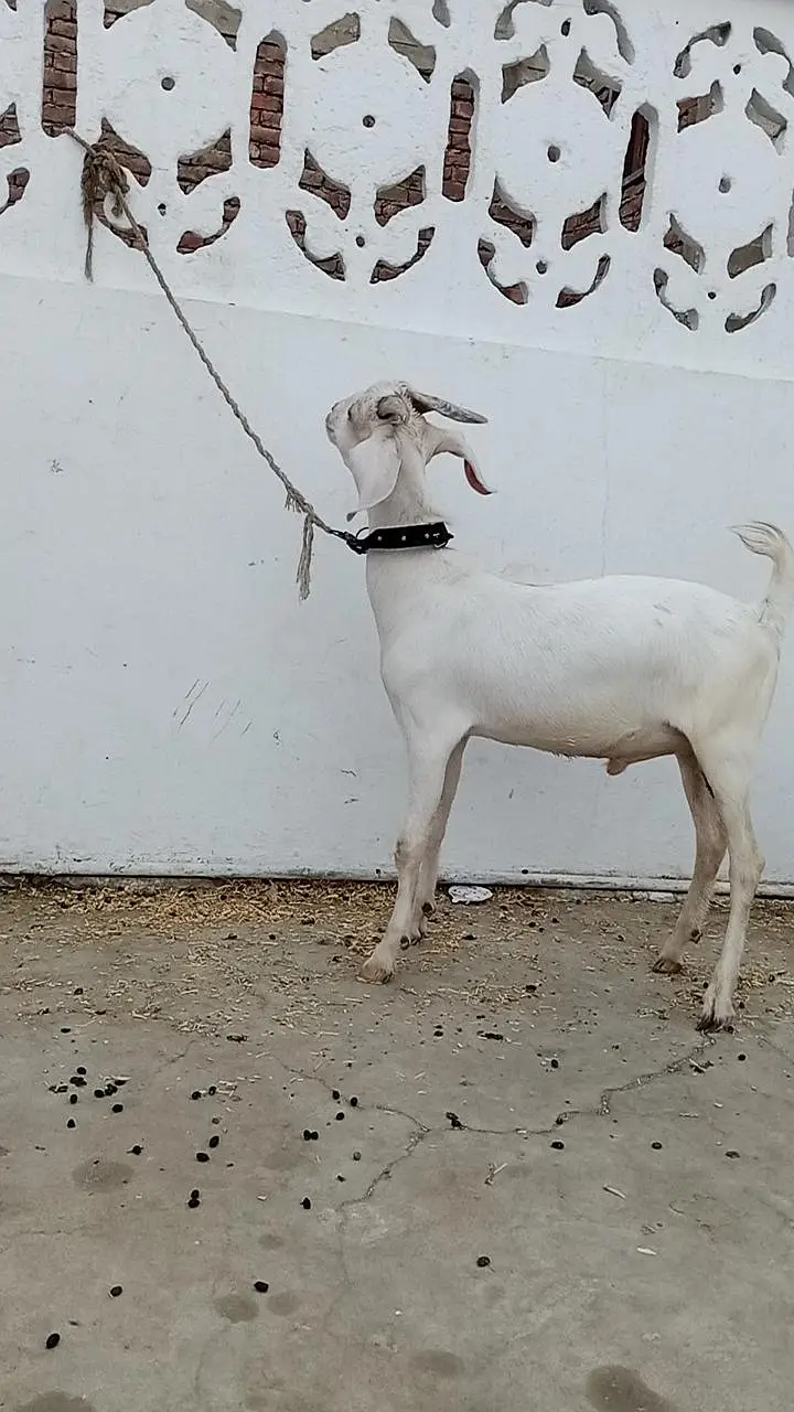 tapri bisar bakra bakri — photo 4