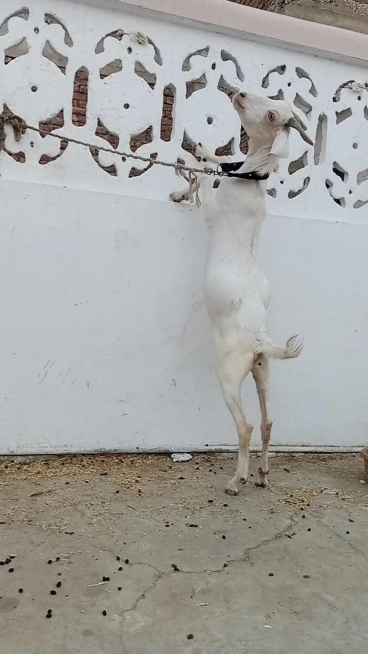 tapri bisar bakra bakri — photo 5