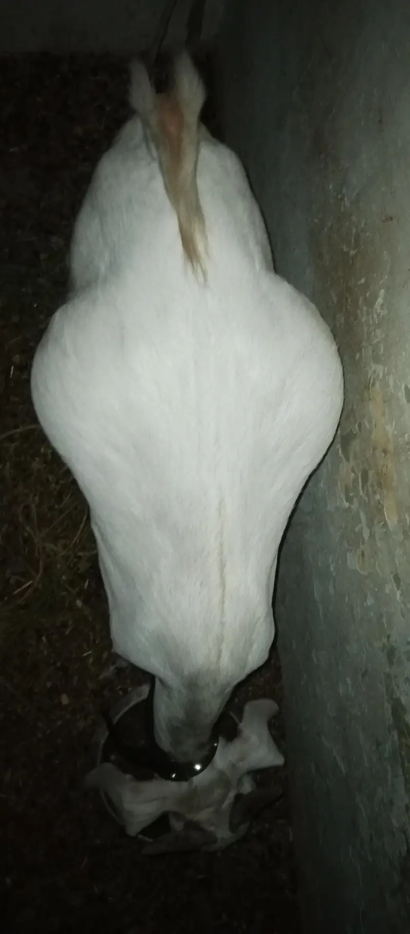 tapri bisar bakra bakri — photo 6
