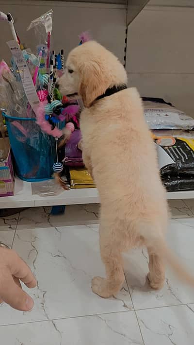 golden retriever puppy
