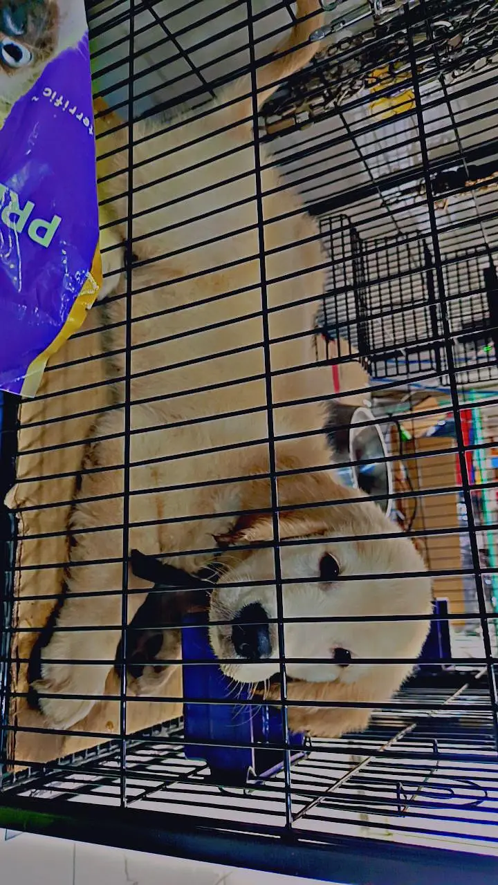 golden retriever puppy — photo 2