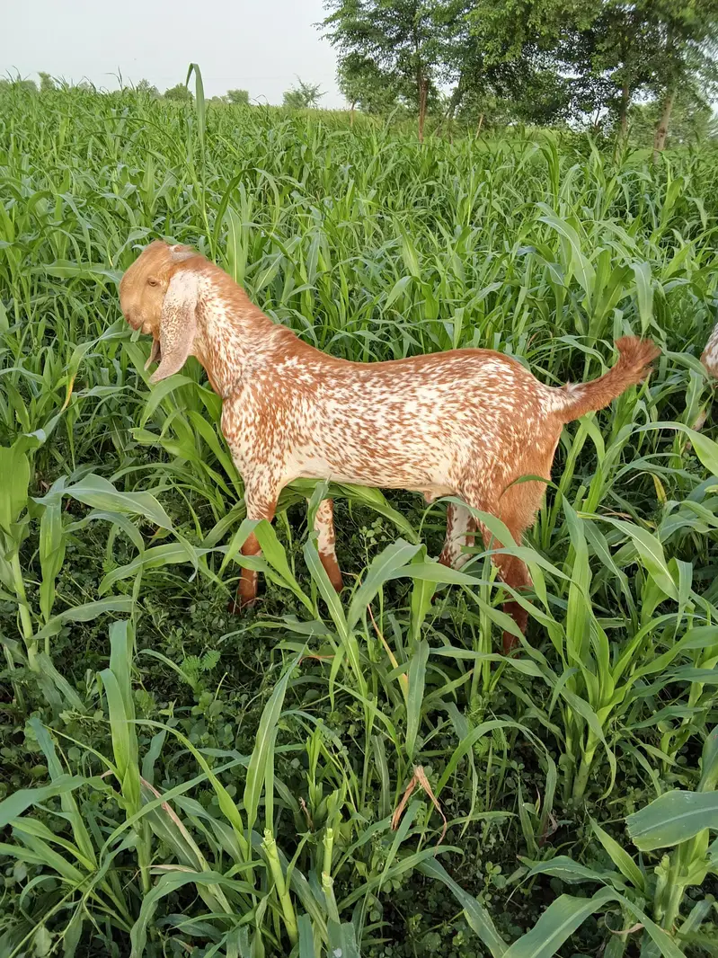 Makkhi Chena Bakra For Sale WhatsApp/ 03233005367 — photo 2