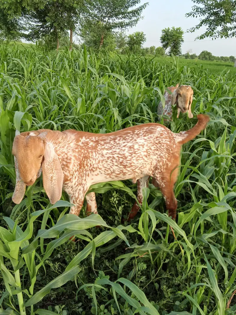 Makkhi Chena Bakra For Sale WhatsApp/ 03233005367 — photo 4