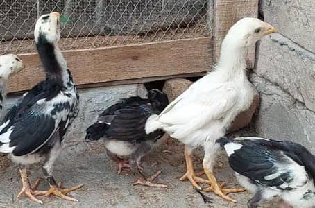 pure PARMOZ Aseel chiks