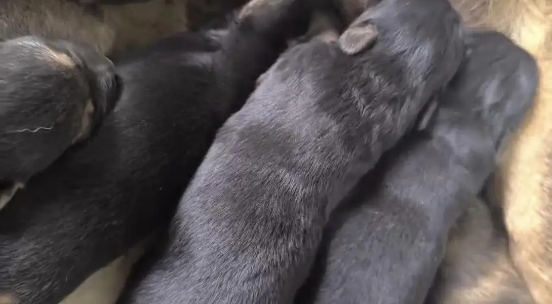 100%orginal puppies any one interest contact me what's pp 03715630091 — photo 3