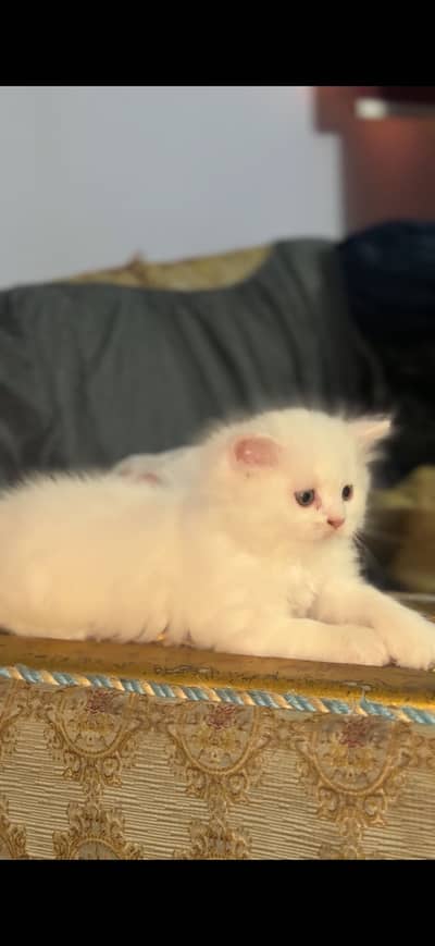 Tripple coated heavy bone structure persian kittens