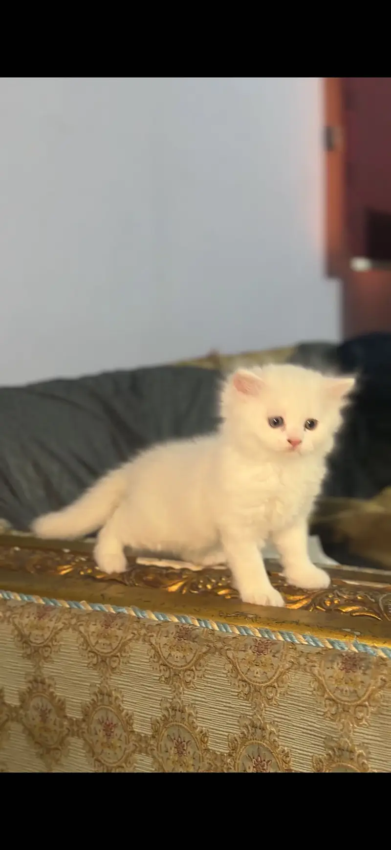 Tripple coated heavy bone structure persian kittens — photo 2