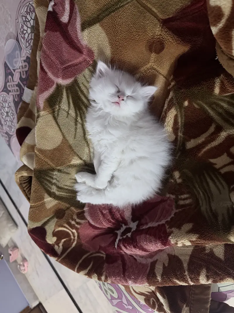 Tripple coated heavy bone structure persian kittens — photo 4