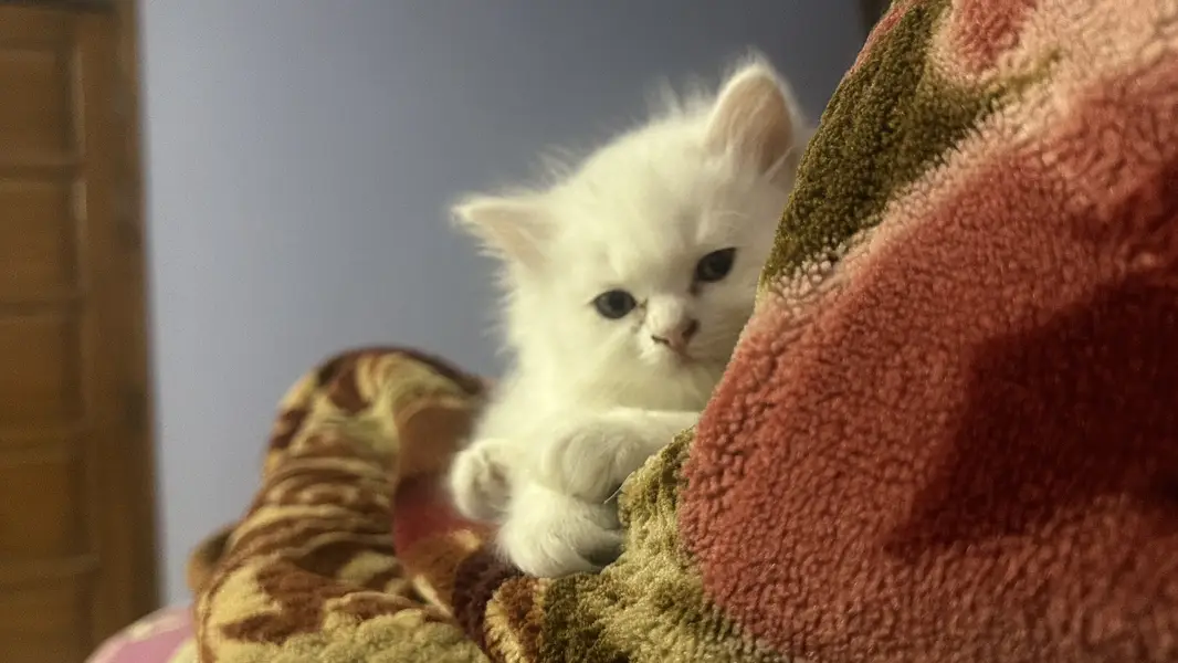 Tripple coated heavy bone structure persian kittens — photo 5
