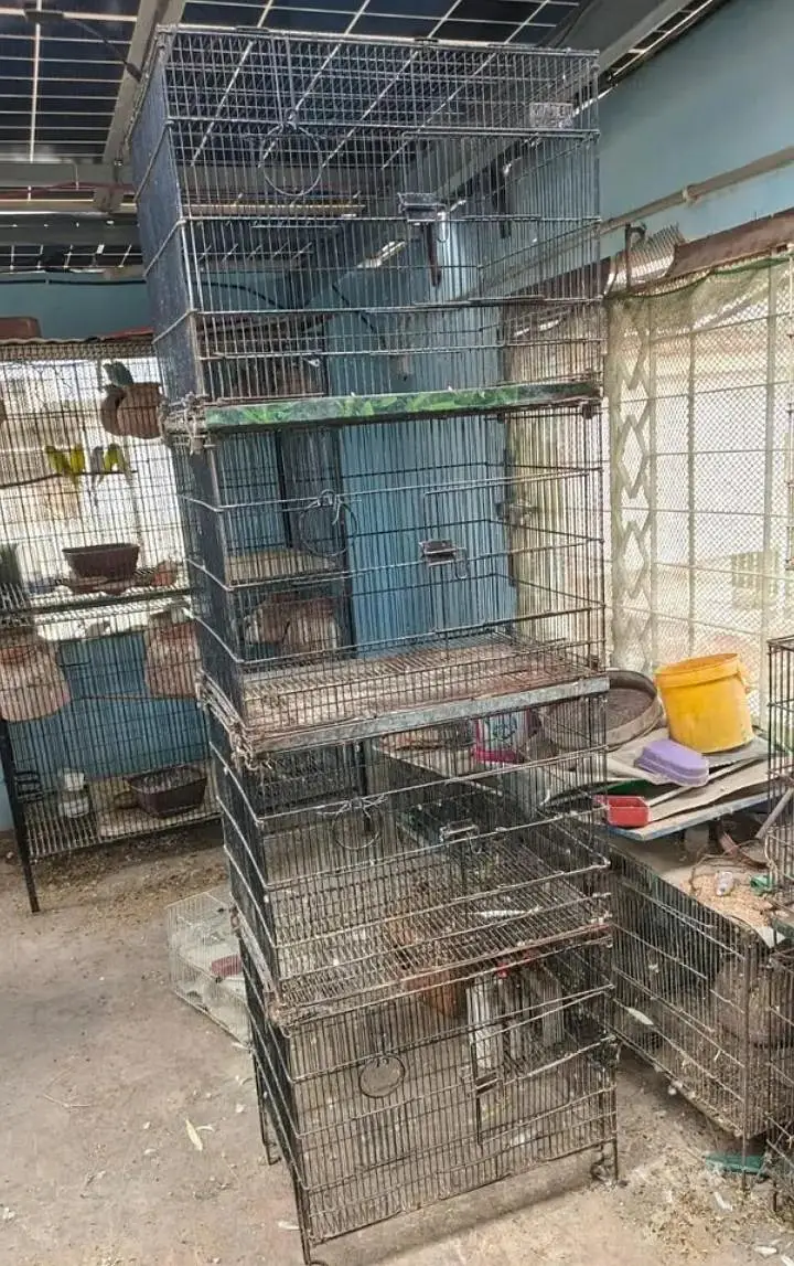 Birds cages Box Option — photo 6