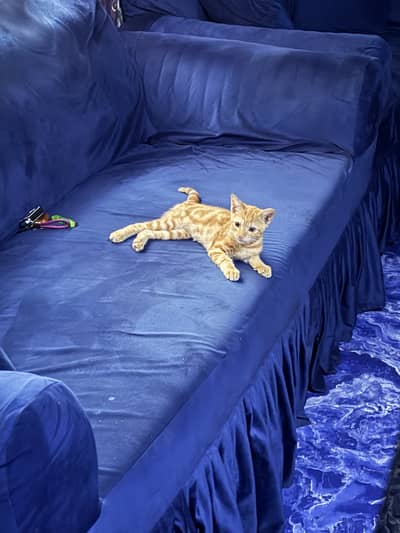 Cute Ginger Kitten for Adoption