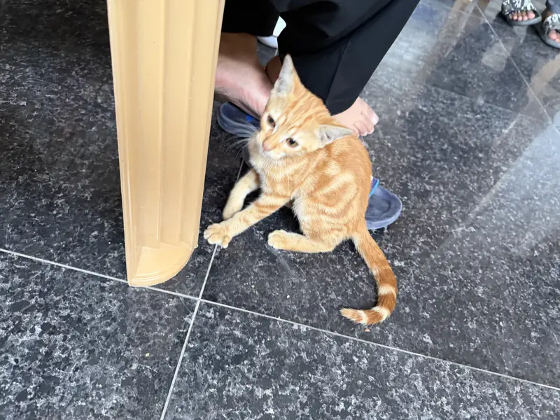 Cute Ginger Kitten for Adoption — photo 2