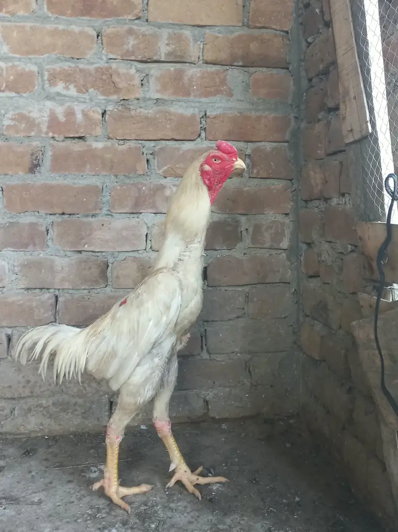 Heera o shamoo paper white — photo 3