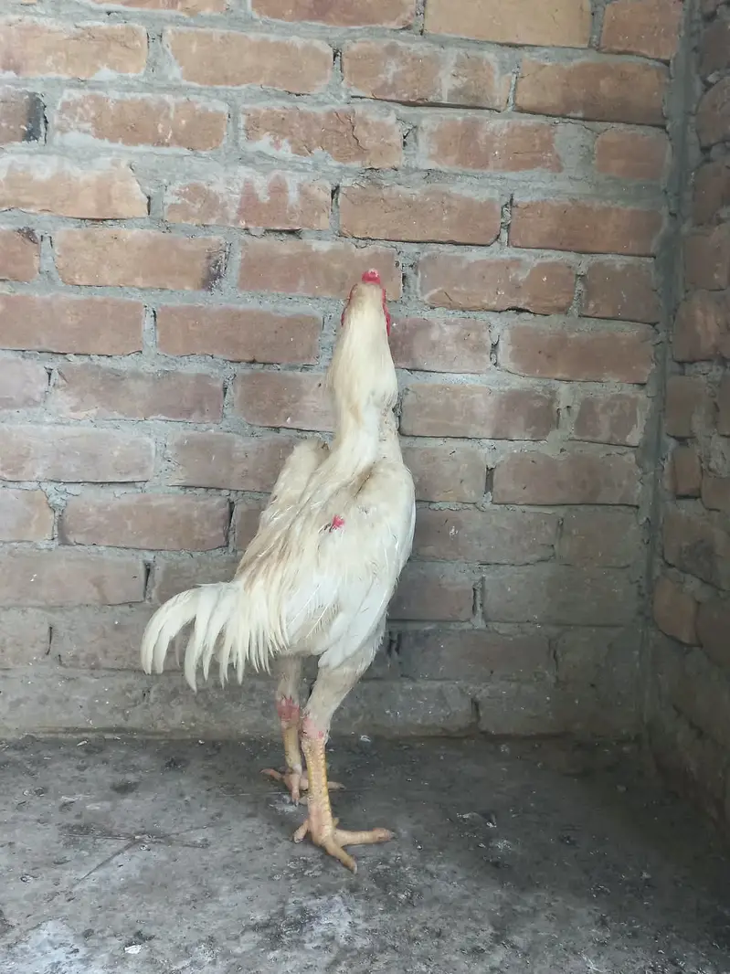 Heera o shamoo paper white — photo 5