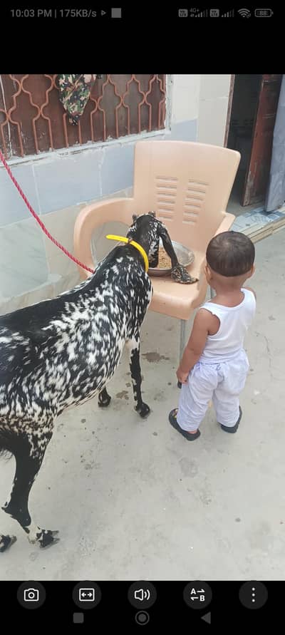 both hi achi ghr ke Pali bakri ha