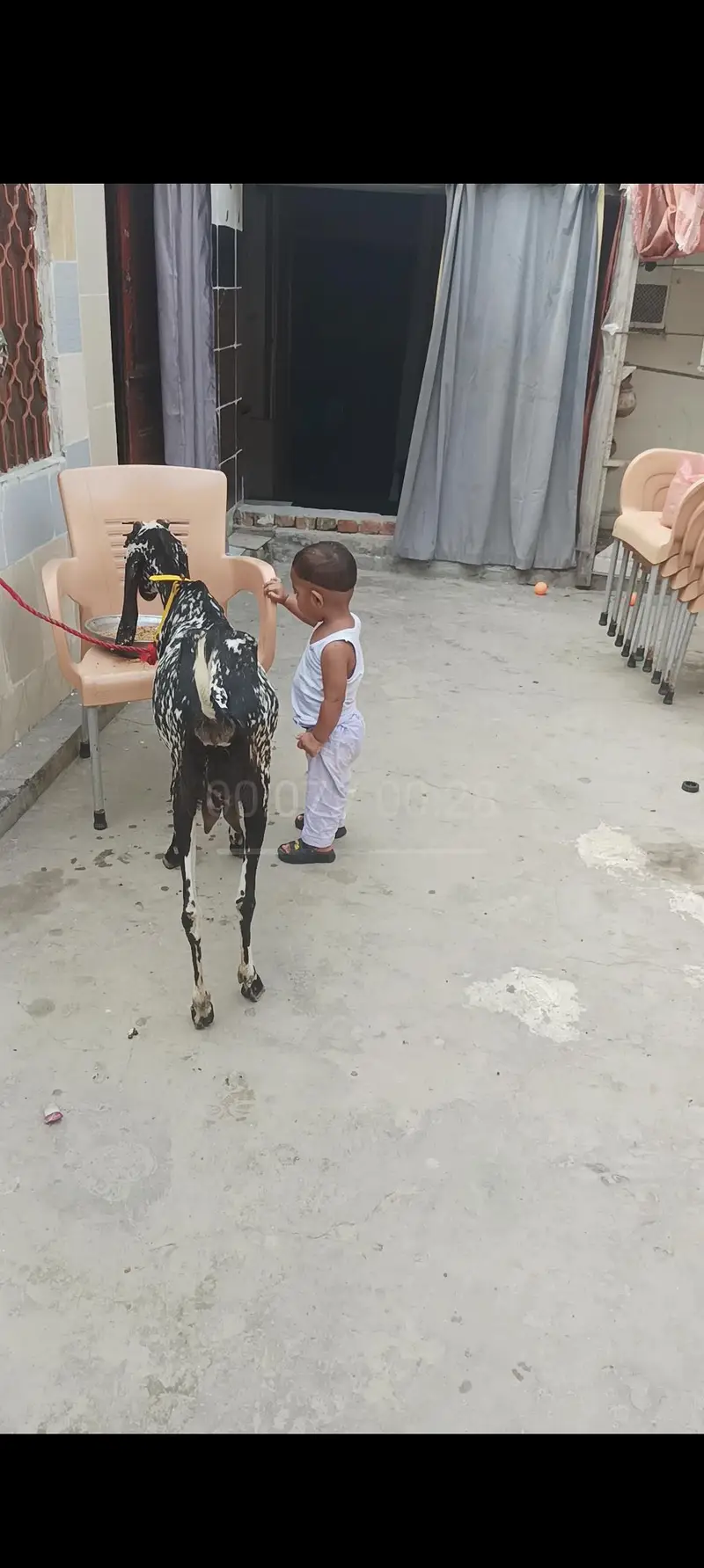 both hi achi ghr ke Pali bakri ha — photo 2