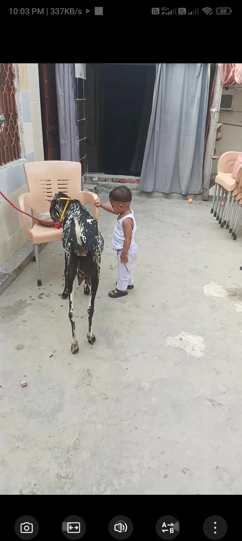 both hi achi ghr ke Pali bakri ha — photo 3