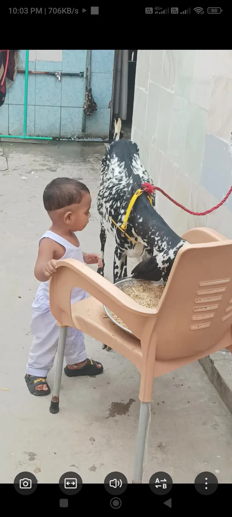 both hi achi ghr ke Pali bakri ha — photo 4