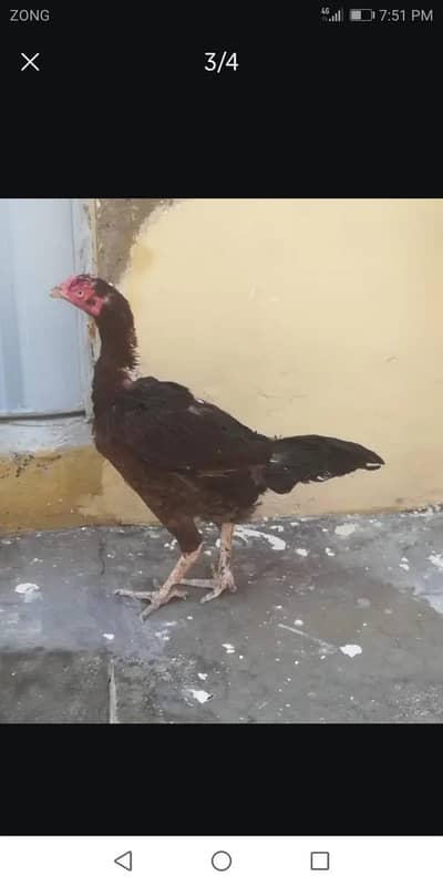 seel hens animal | seel murgi |