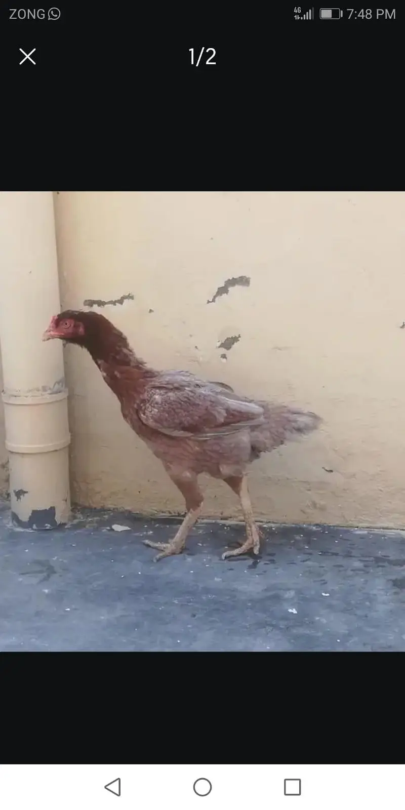seel hens animal | seel murgi | — photo 2