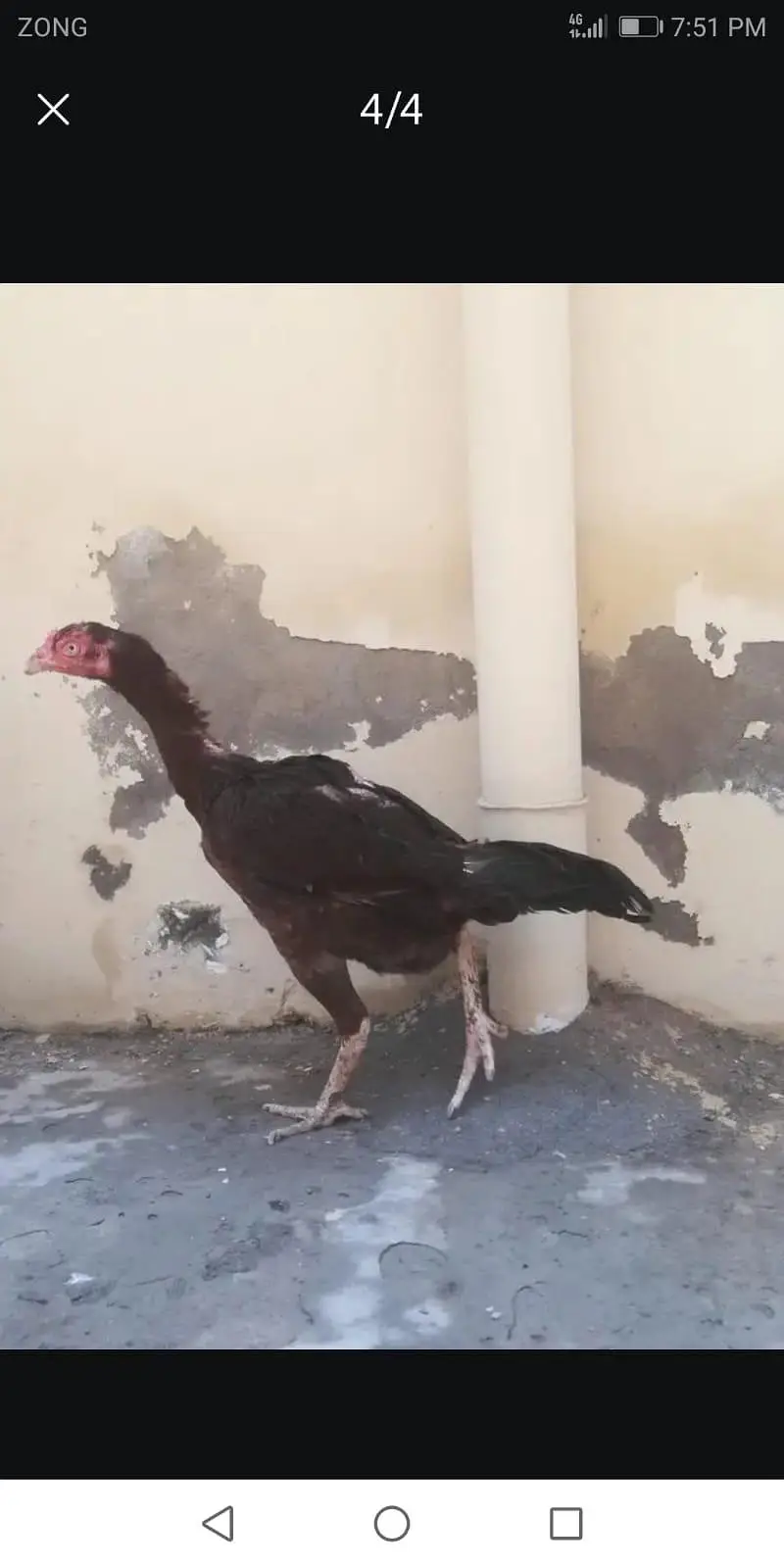 seel hens animal | seel murgi | — photo 3