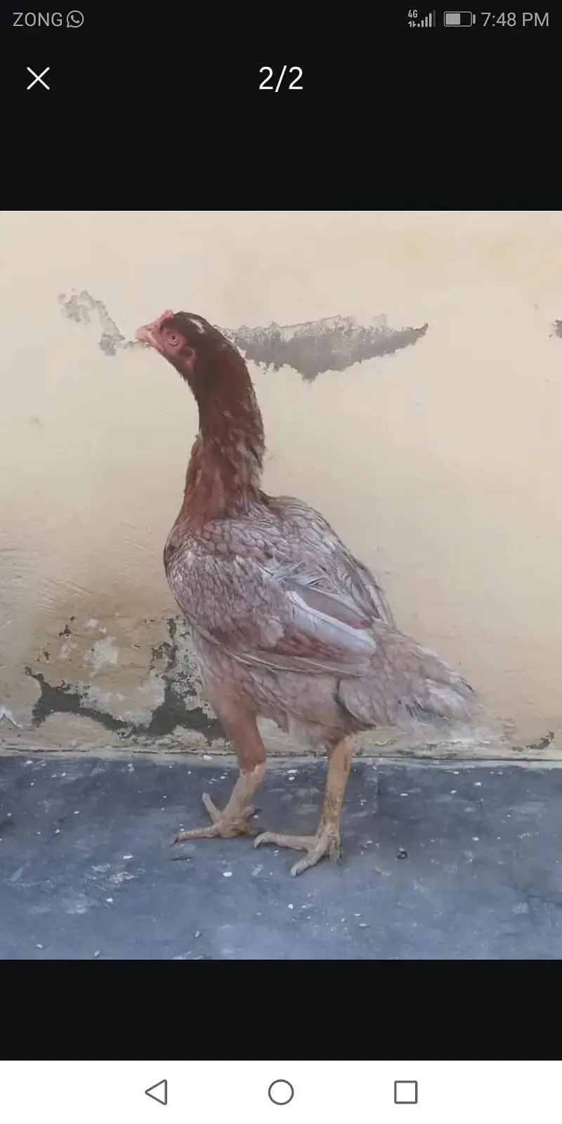 seel hens animal | seel murgi | — photo 4