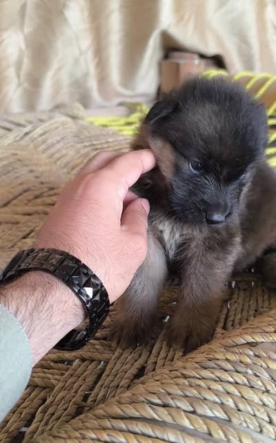 100%orginal puppies any one interest contact me what's pp 03715630091