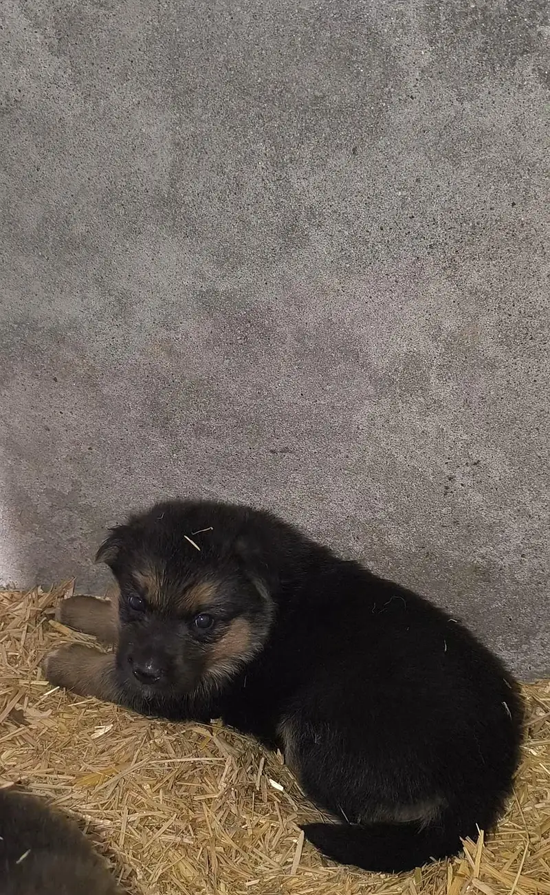 100%orginal puppies any one interest contact me what's pp 03715630091 — photo 4
