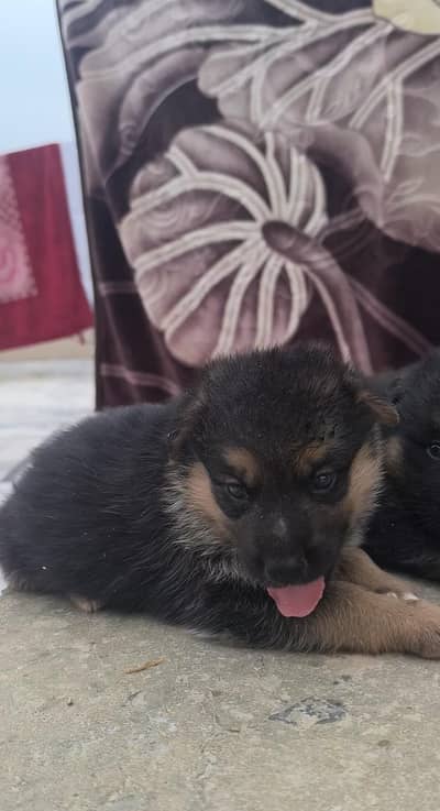 100%original homebreed pupis forsale anyone interestcontact03157036766
