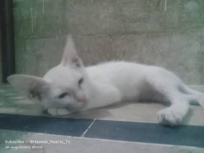 Cute Kitten Turkish Angola