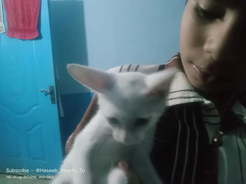Cute Kitten Turkish Angola — photo 3