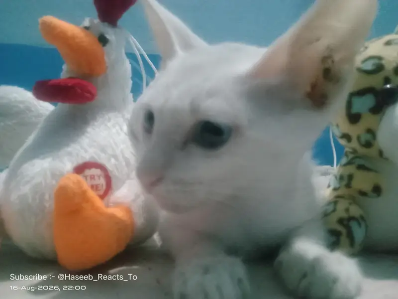 Cute Kitten Turkish Angola — photo 4