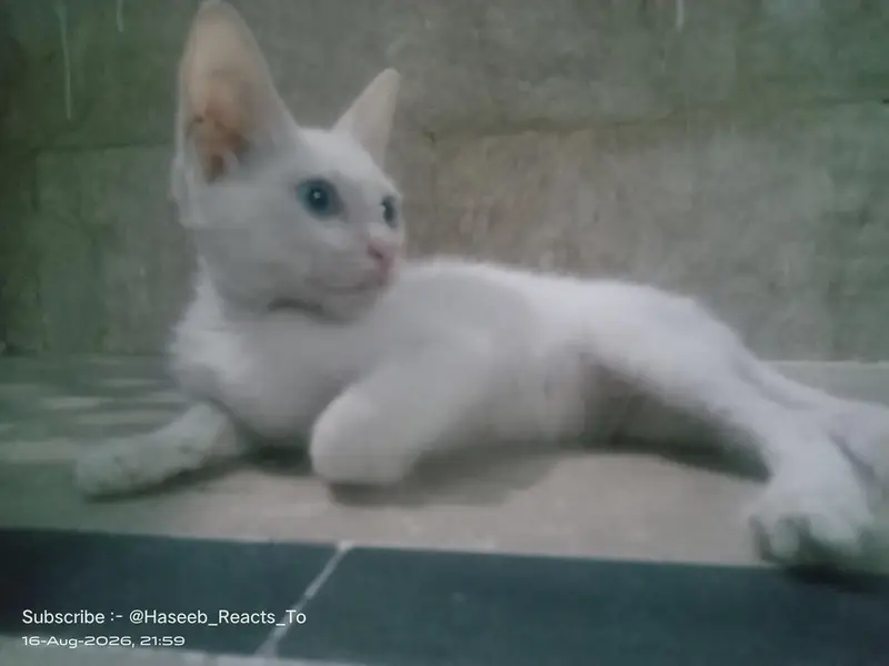 Cute Kitten Turkish Angola — photo 5