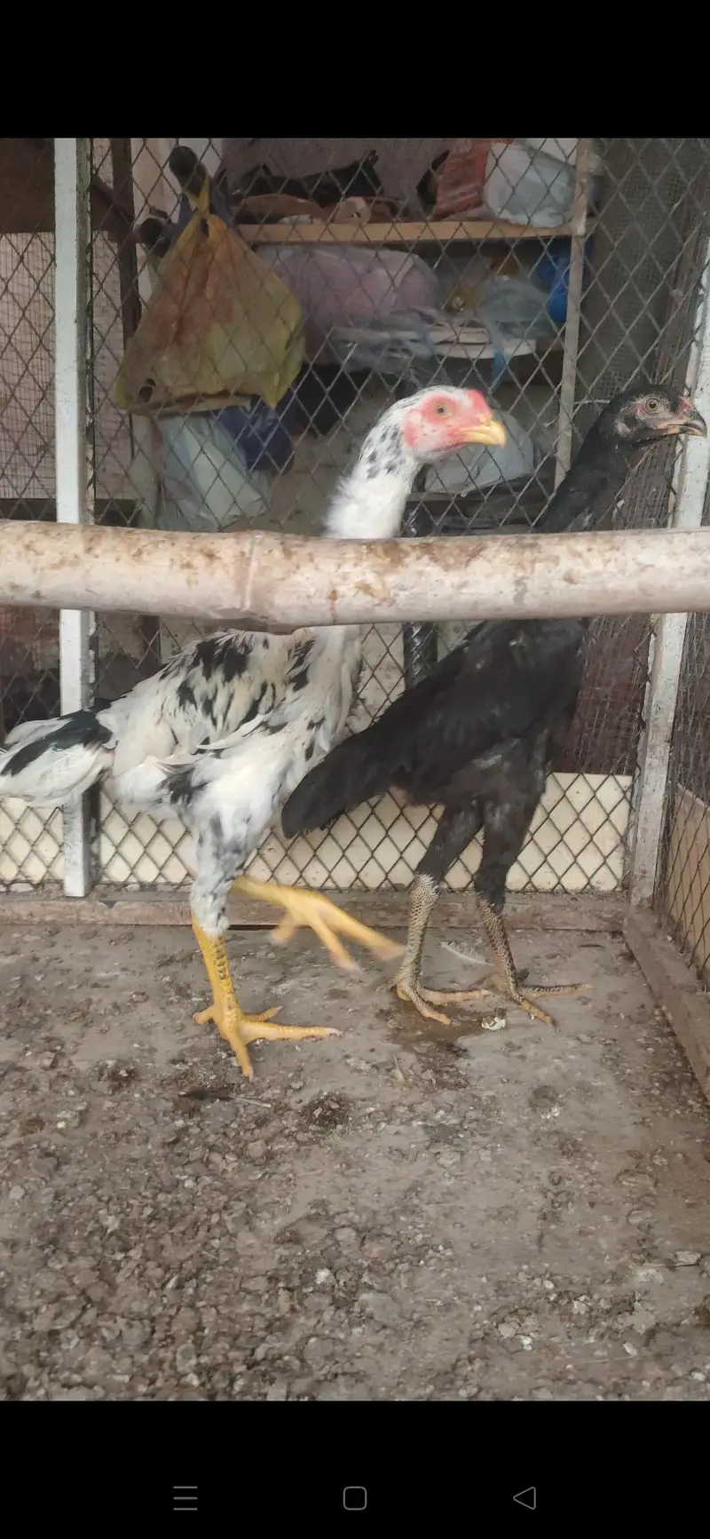 black o shamo pathay — photo 3