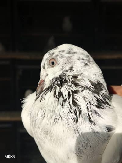 Mix pigeon han in k alawa bhe han
