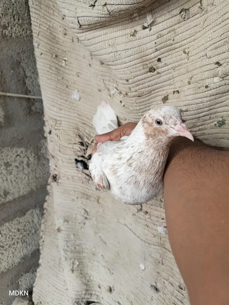 Mix pigeon han in k alawa bhe han — photo 2
