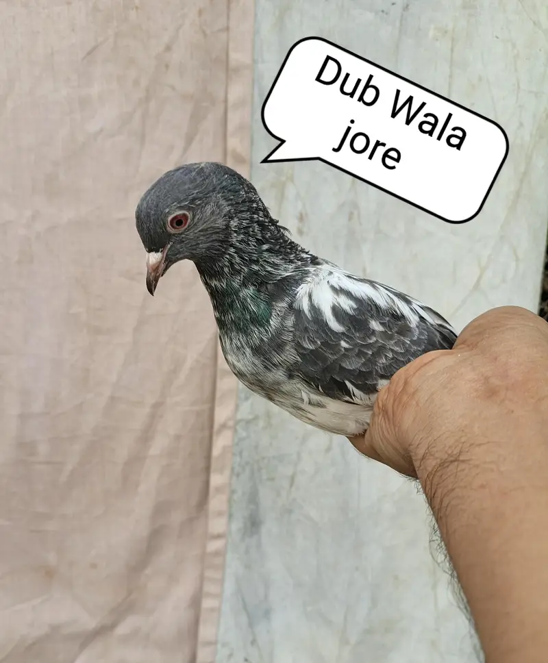 Mix pigeon han in k alawa bhe han — photo 3