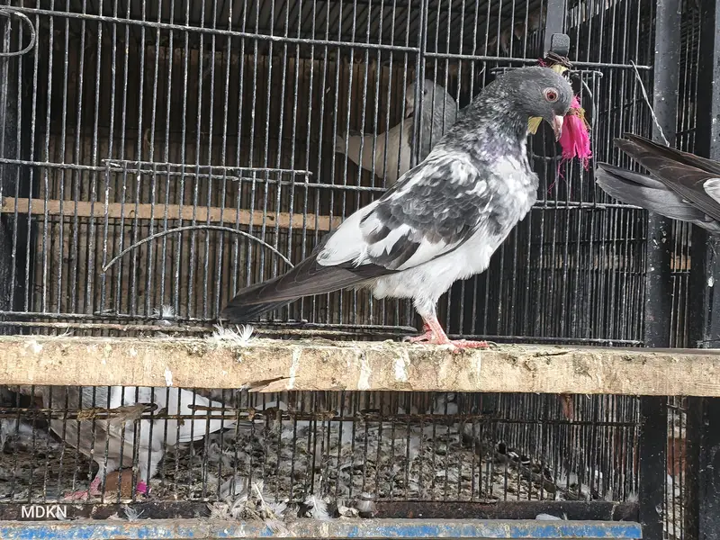 Mix pigeon han in k alawa bhe han — photo 4