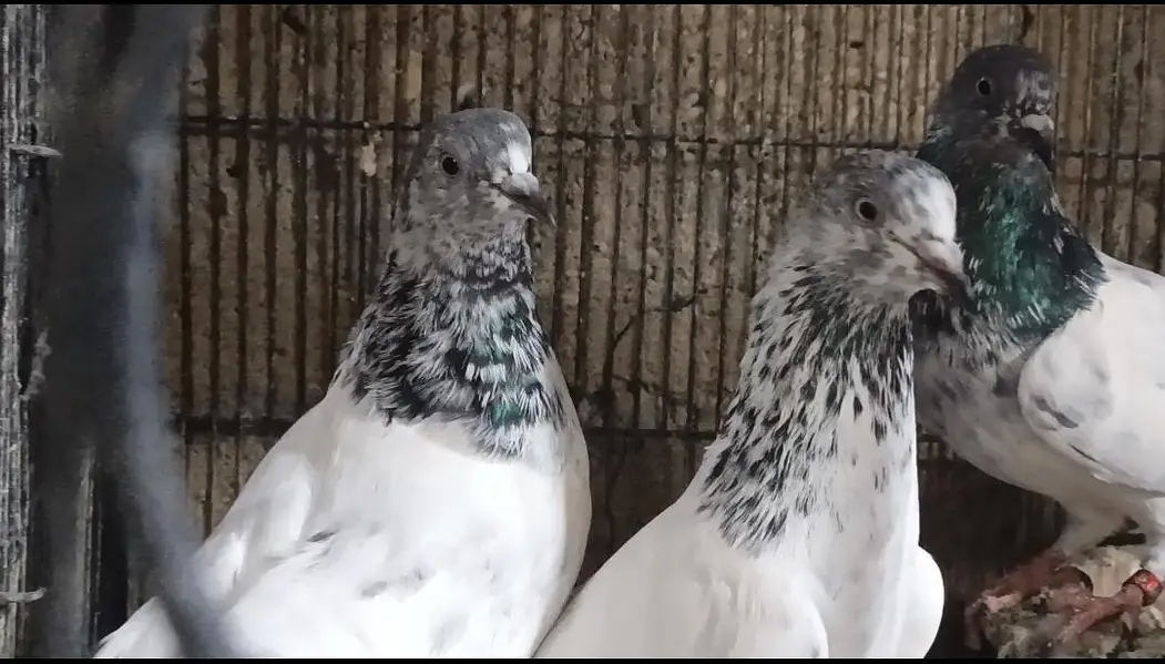 Mix pigeon han in k alawa bhe han — photo 5
